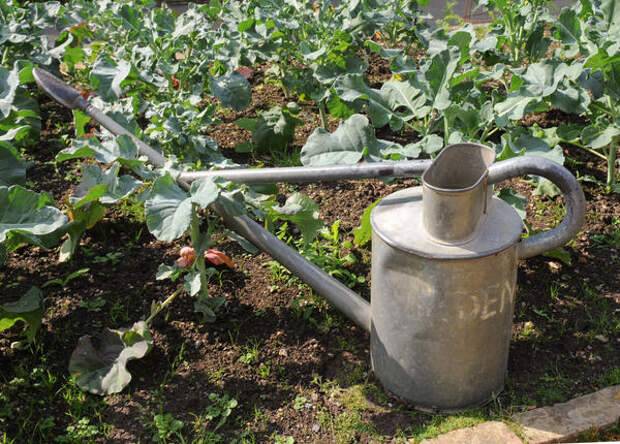 Как поливать капусту и чем. полив капусты в открытом грунте
