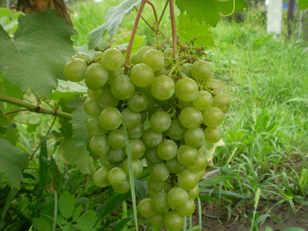 Виноград «цитронный магарача» для сухого и десертного вина