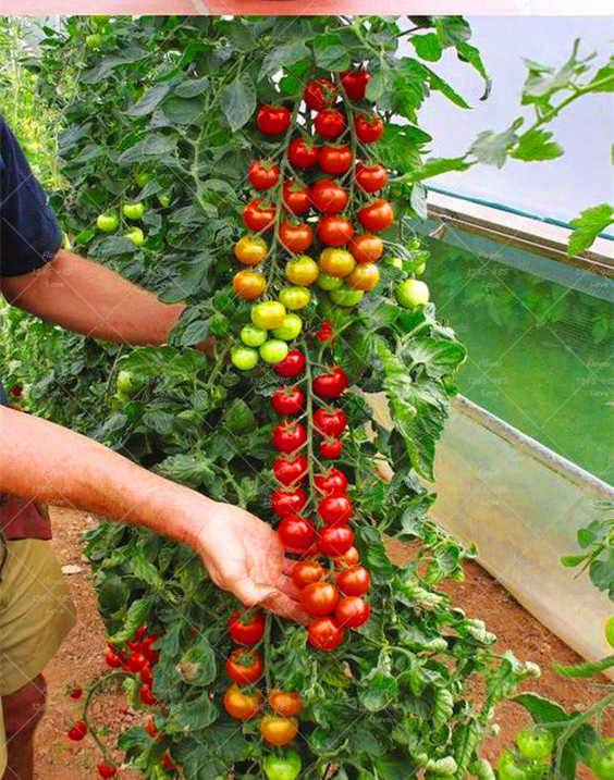 Как вырастить томаты бонсай – собираем домашний урожай!