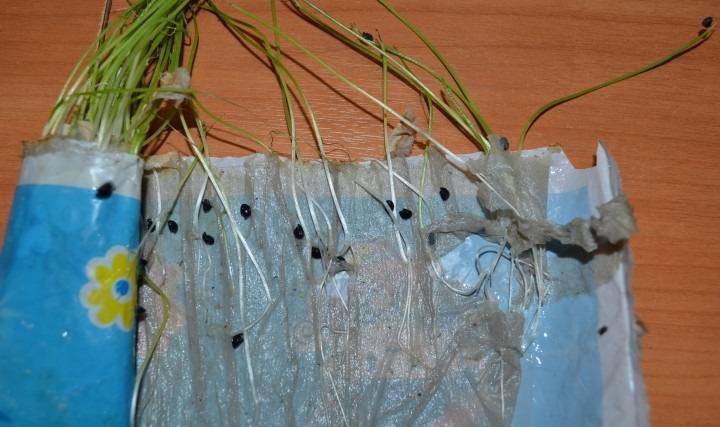 Как вырастить рассаду огурцов в домашних условиях?