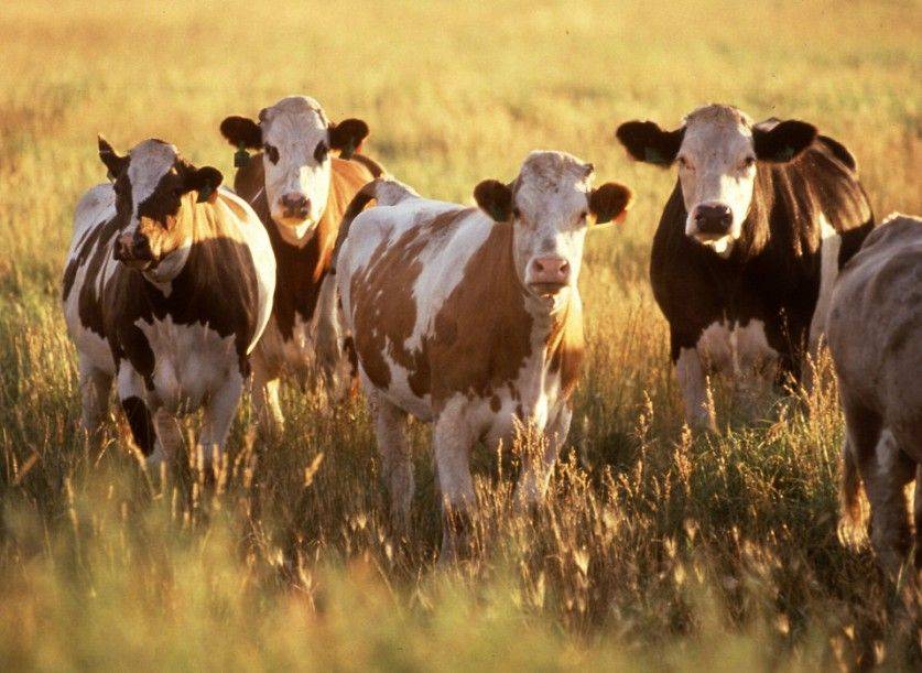 О крупном рогатом скоте (биологические и хозяйственные особенности крс)
