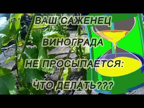 Как сохранить саженцы винограда зимой, если на них еще не вызрела лоза? на supersadovnik.ru
