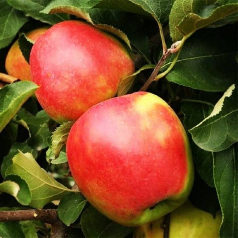 Описание, характеристики и история селекции яблонь сорта лигол, правила выращивания