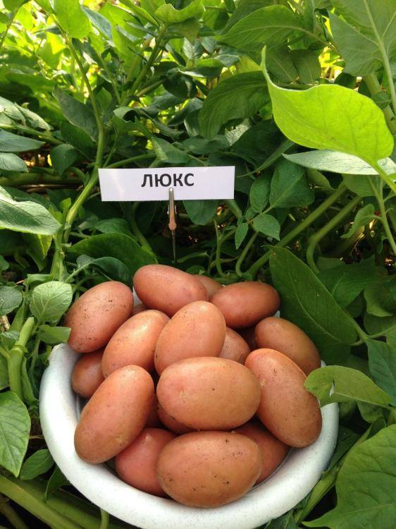 О картофеле накра: описание семенного сорта, характеристики, агротехника