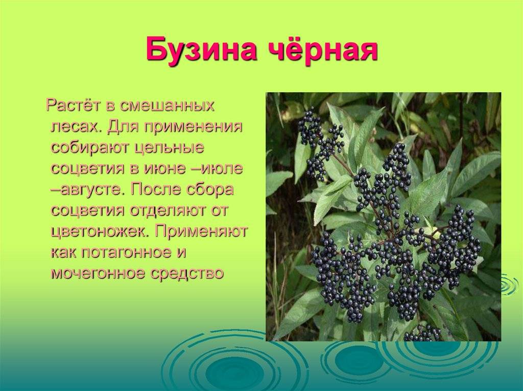 Что такое бузина и где она растет? :: syl.ru