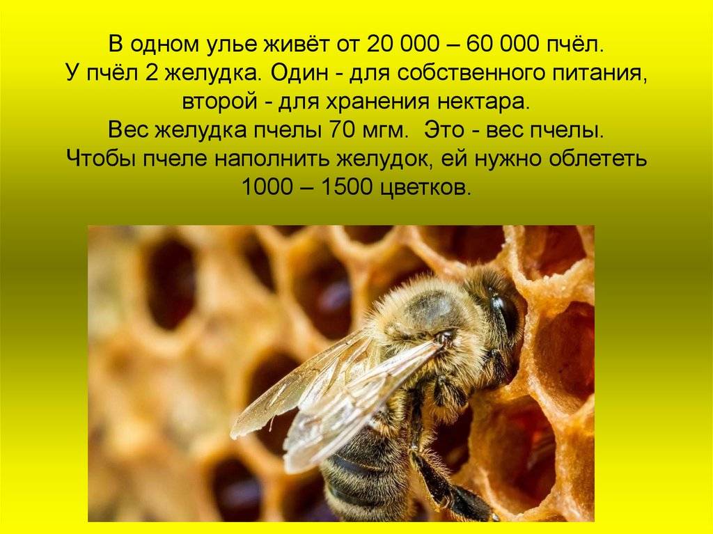 Какое изображение автор называет нормальным кино для пчел ответ