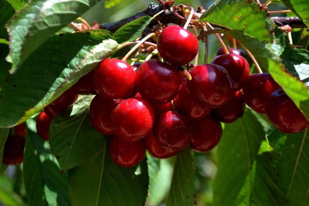 Описание сорта вишни багряная, характеристики урожайности и особенности выращивания