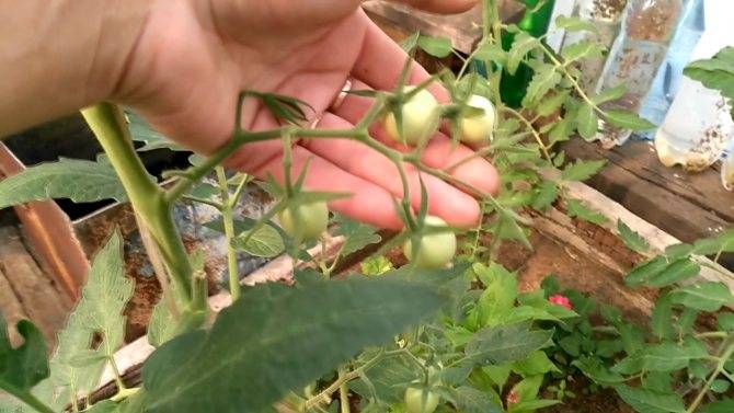 Как правильно опылять помидоры в теплице – зачем проводить опыление, фото, видео