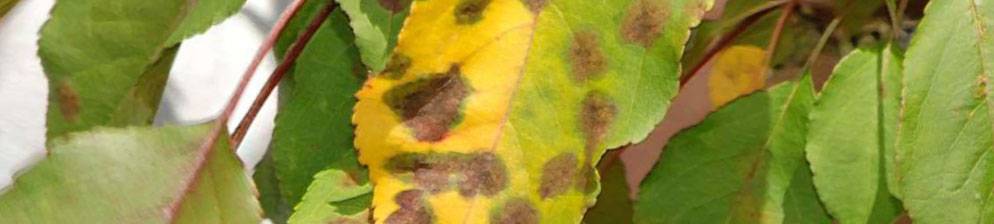 Желтые листья у груши как лечить