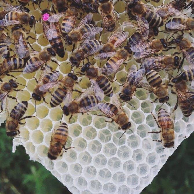 О пчелах Бакфаст: порода пчел их недостаток, характеристика пчеломатки