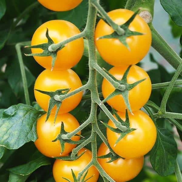Сорта томата черри «вишня желтая» и «вишня белая»: фото, видео, отзывы, описание, характеристика, урожайность