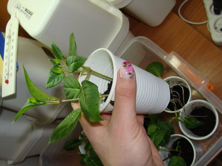 Размножение фуксии черенками в домашних условиях, как укоренить | сад и огород