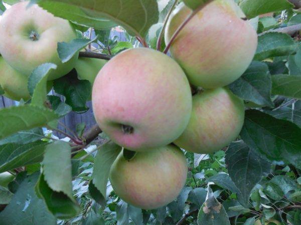 Яблоня персиянка: описание сорта и фото, особенности выращивания и характеристики, подверженность заболеваниям | сортовед