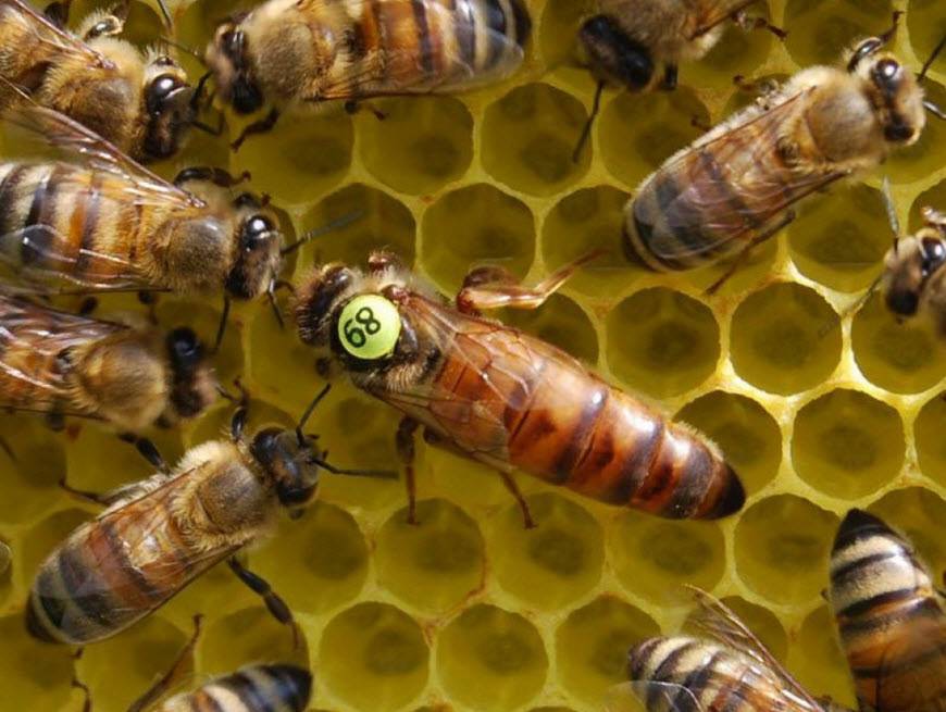 Бакфаст порода пчел: их недостаток, характеристика и особенности содержания