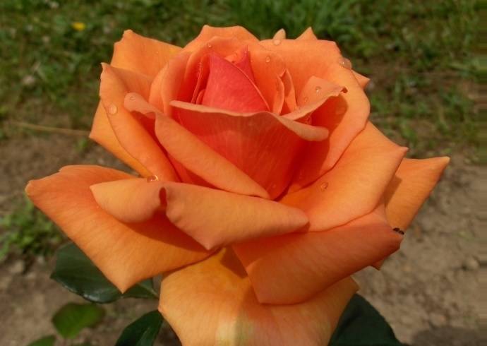 О розе Ашрам (Ashram): описание и характеристики чайно гибридной розы