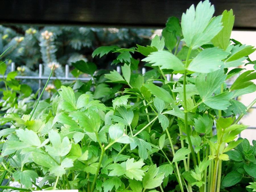 Любисток: выращивание, лечебные свойства и противопоказания, фото