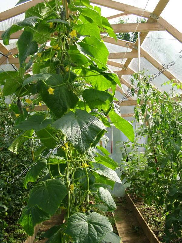 Особенности выращивания огурцов и помидоров в одной теплице