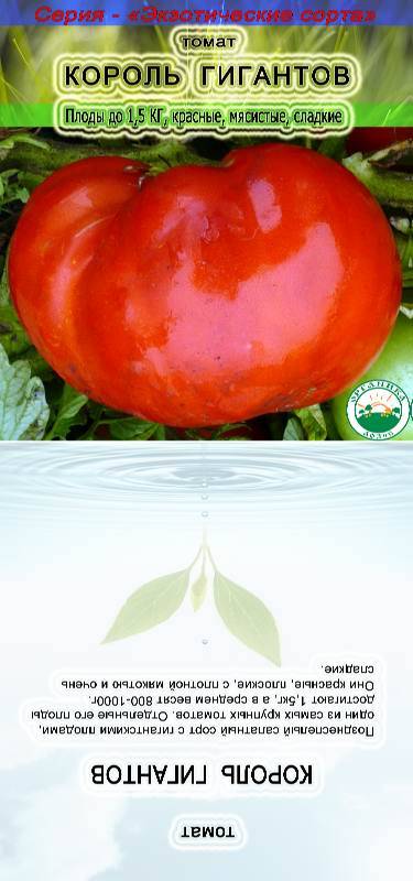 Описание томата король гигантов, выращивание и борьба с вредителями