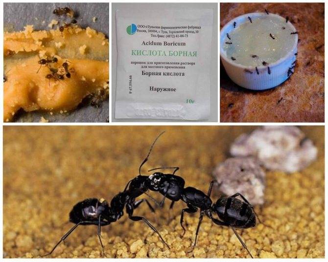 Борная кислота от муравьев в квартире: рецепты, как вывести насекомых