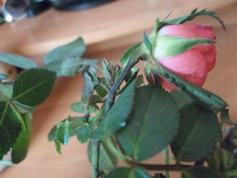Розы почернели после зимы, что делать?