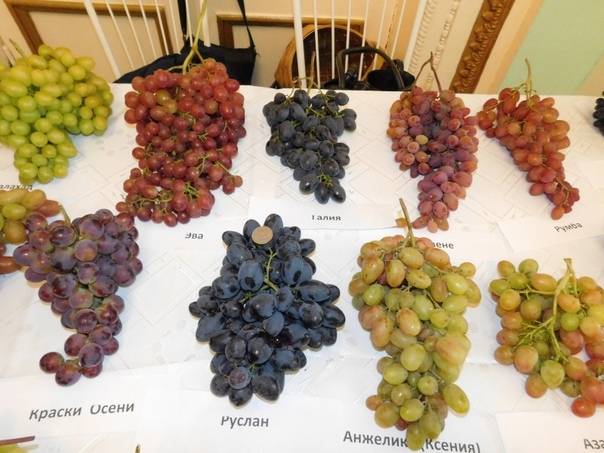 Как я сажал виноград в сибири и что из этого получилось