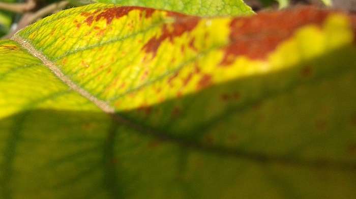 Почему у яблони желтеют листья, что делать и чем лечить? советы профессионалов