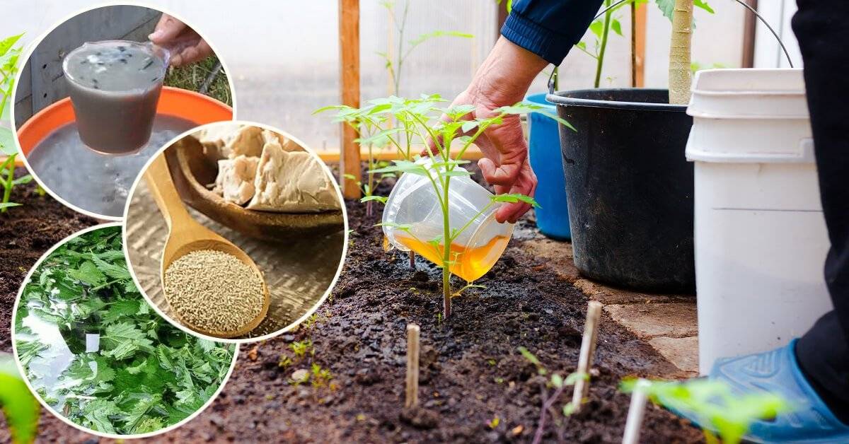 Чем подкормить комнатные растения в домашних условиях: удобрения и домашние средства