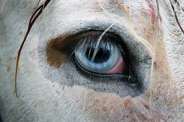Глаза лошади – особенности зрения