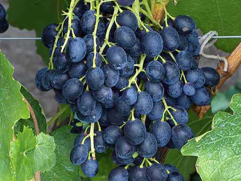 Виноград аттика: общее описание сорта, отличительные черты и отзывы