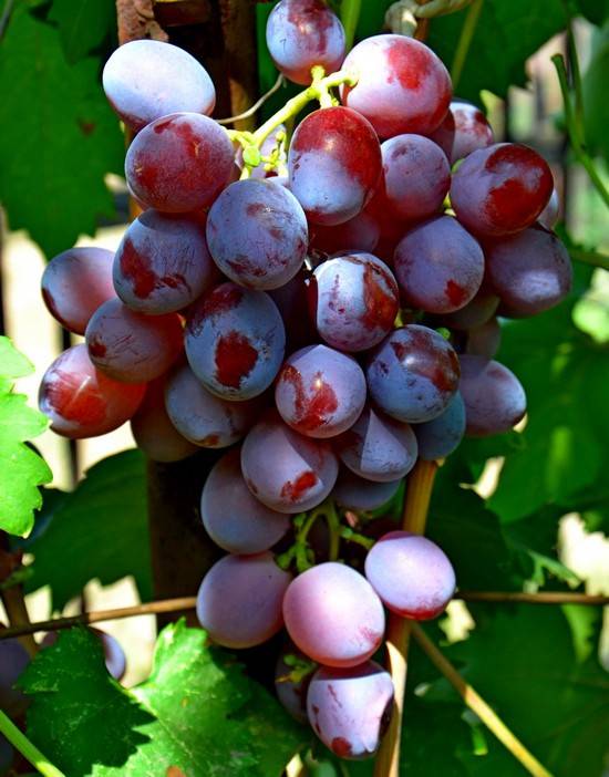 Виноград низина: описание сорта, фото, отзывы, урожайность