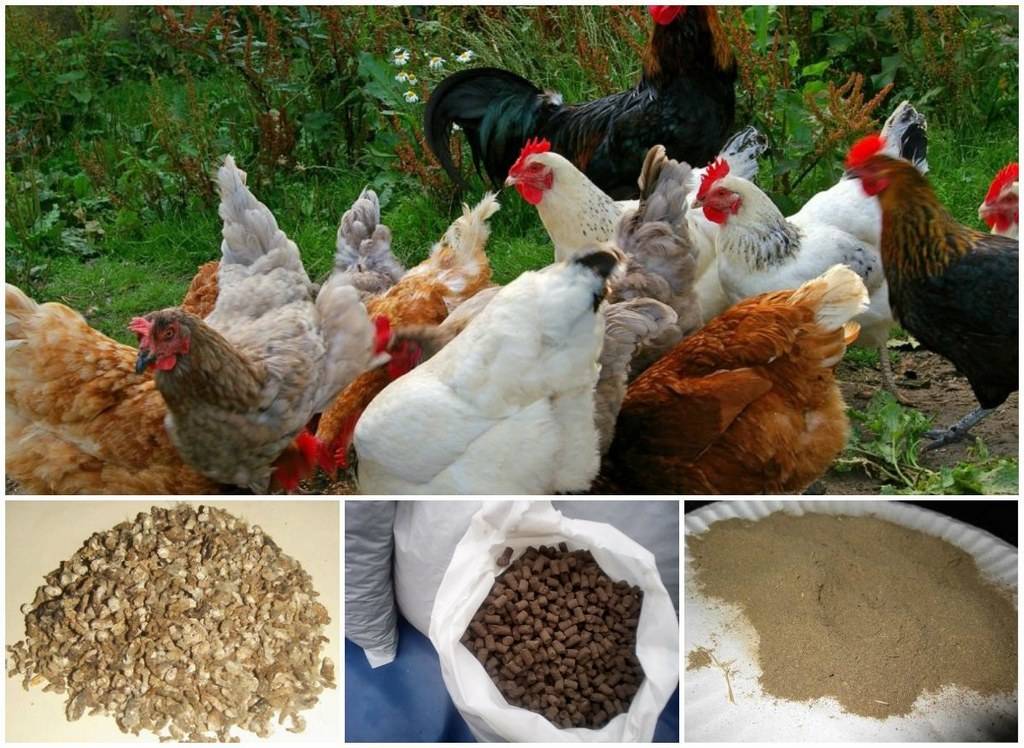 Куриный помет как удобрение: состав удобрения, польза и правила применения