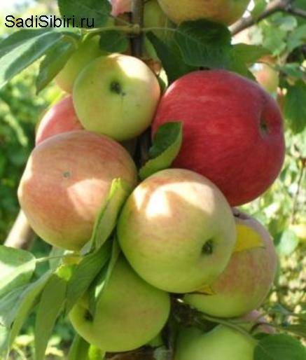 Сорт яблони «юнга»: характеристика, плюсы и минусы || яблоня юнга