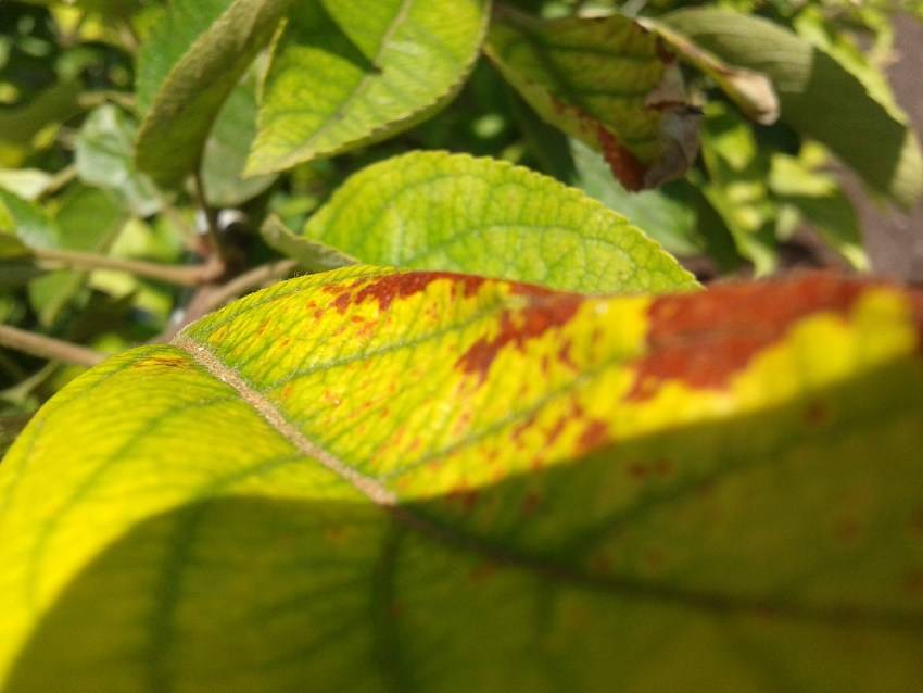 Появились жёлтые пятна на листьях груши, что делать?