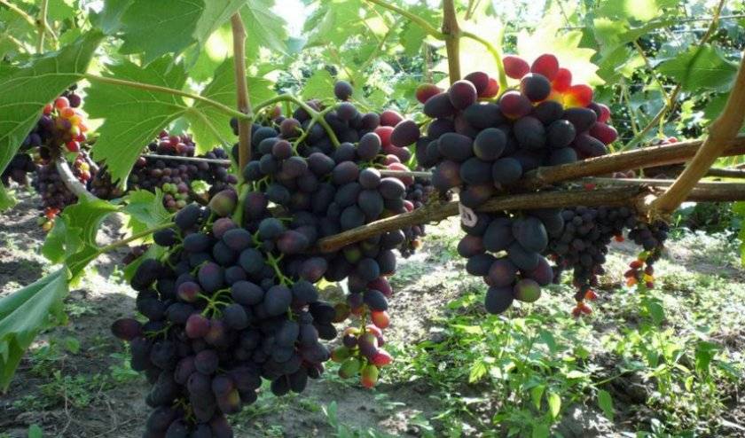 Описание сорта винограда Надежда АЗОС, характеристики плодового винограда