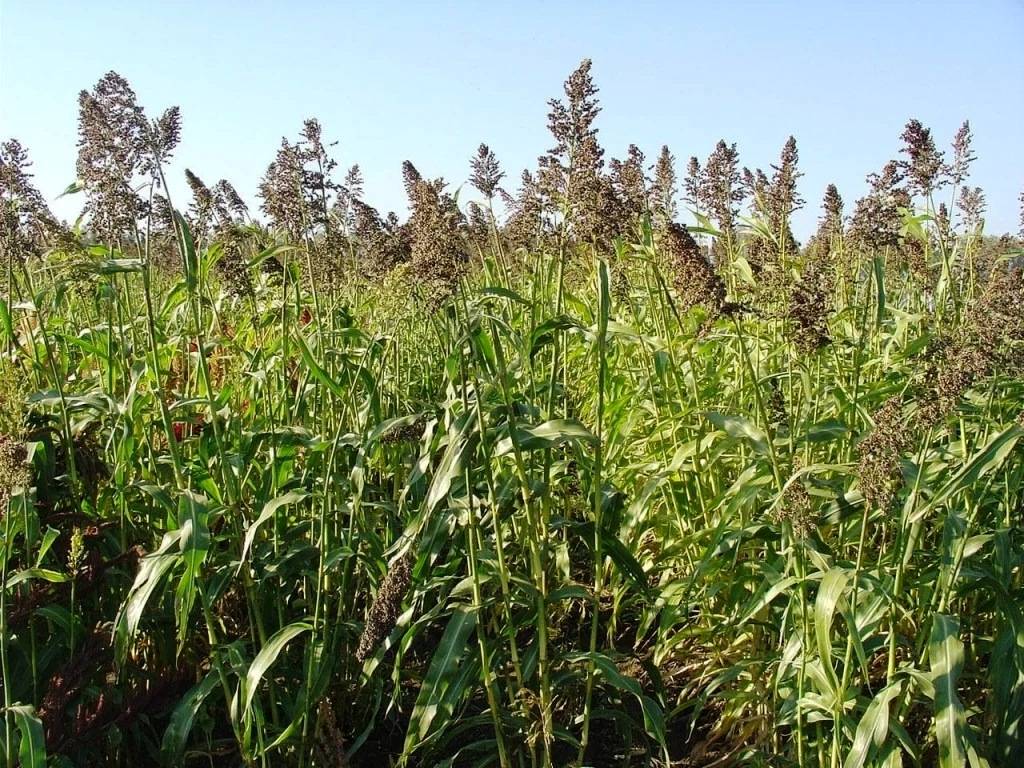 Суданка однолетнее или многолетнее растение. суданская трава: технология возделывания, норма высева, семена и биологические особенности. распространенные в сельском хозяйстве сорта