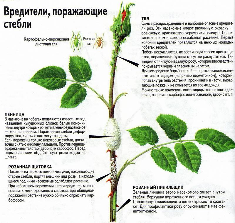 Пятнистости листьев роз - виды болезни, признаки, лечение и профилактика | розоцвет