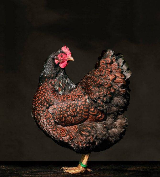 О породе кур Барневельдер: описание и характеристика, как отличить пол цыпленка