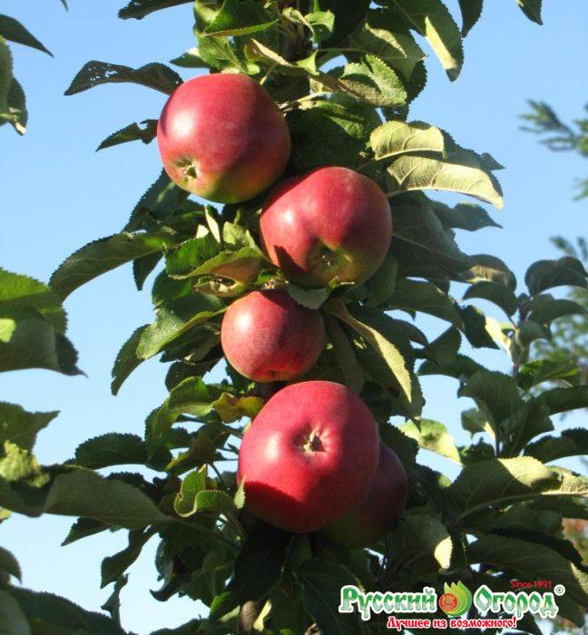Колоновидная яблоня. описание, виды и советы по выращиванию