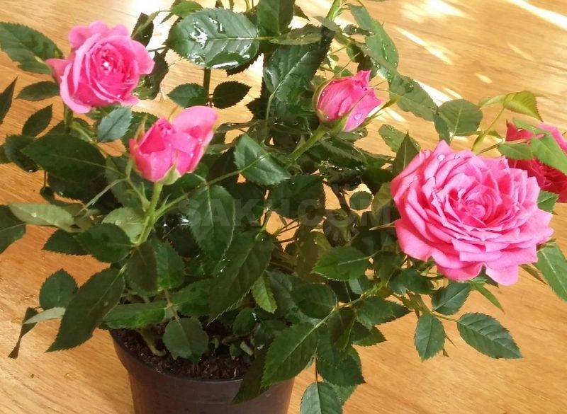 Роза кордана - прекрасный миниатюрный цветок