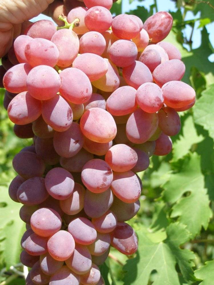 Характеристики и описание ранних сортов винограда