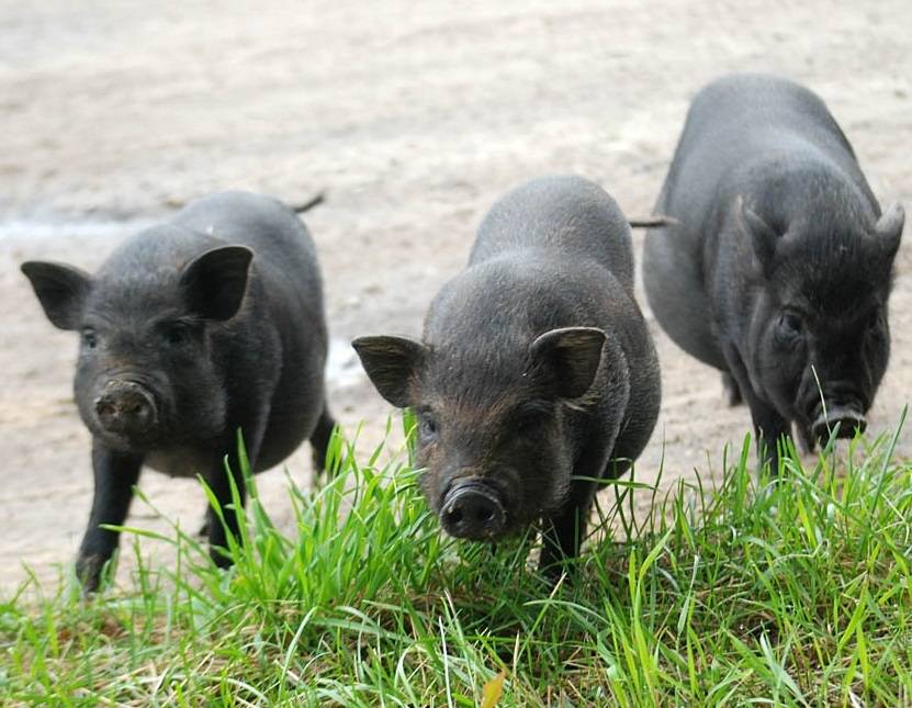 Отзывы владельцев вьетнамских вислобрюхих свиней