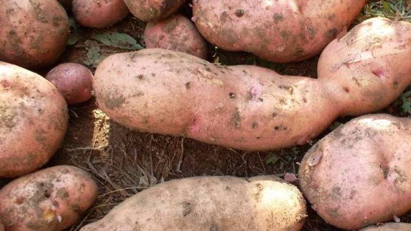 Фото картофель ажур: советы по выращиванию
