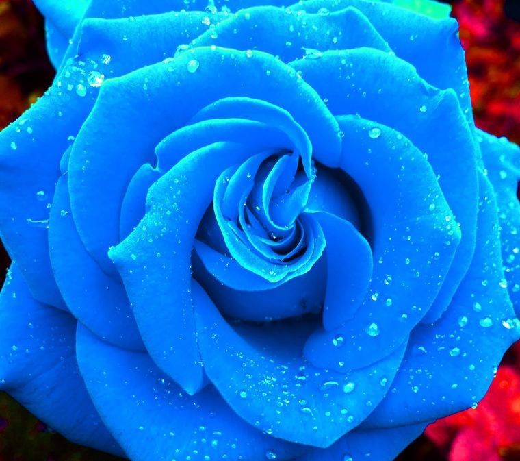 Синие розы: фото