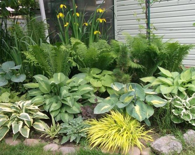 Как посадить папоротник в саду: пересадка, выращивание и уход за растением