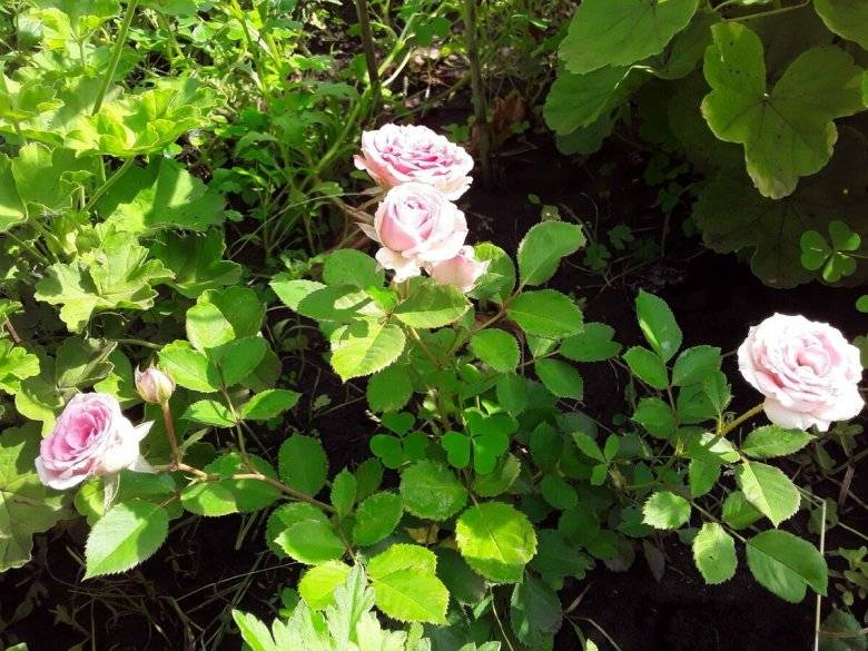 О розе Mimi Eden: описание и характеристики сорта, уход и выращивание