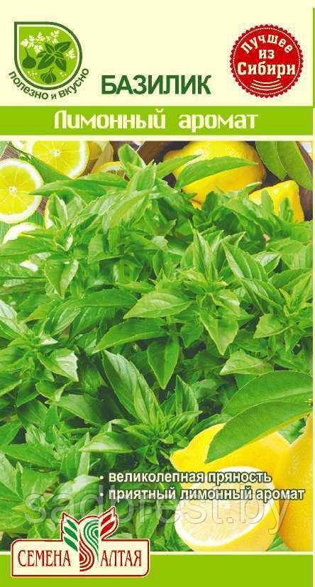 Базилик лимонный: полезные свойства и применение