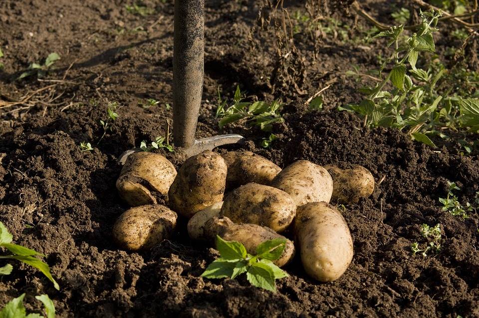 Как быстро выкопать картошку лопатой