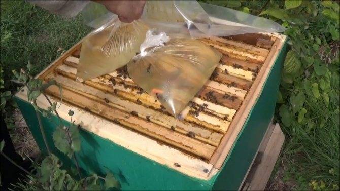 Предзимняя подкормка пчел сиропом: рецепты приготовления и правила подачи
