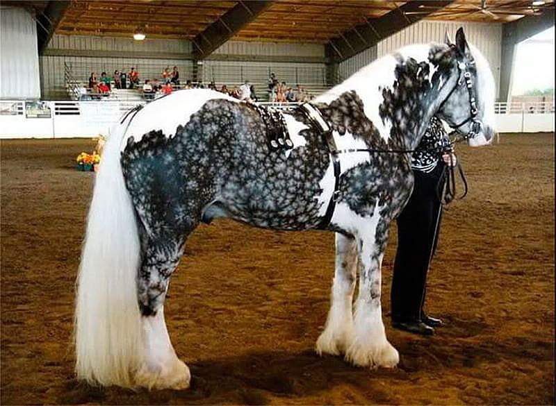 Самые красивые лошади в мире: топ-3 красивых пород, необычные лошади