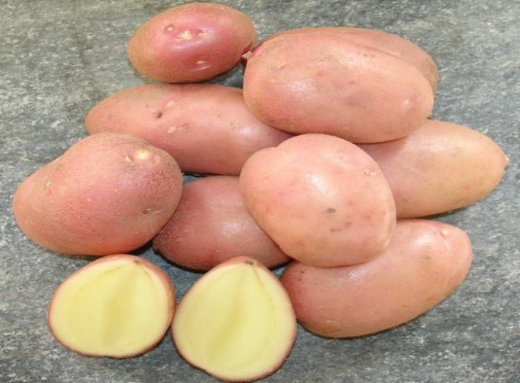 Картофель лабадия